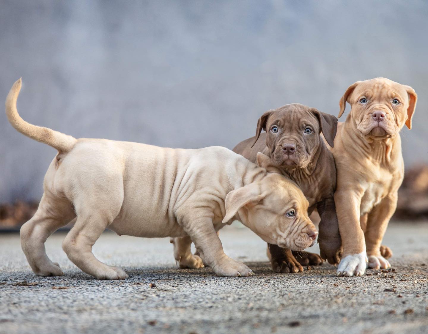 American Bully Puppies For Sale   XL Bully And XL Pitbull Puppies For Sale Near Me 