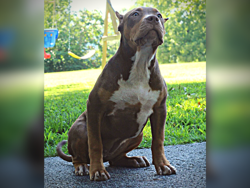 XL Bully Puppies For Sale